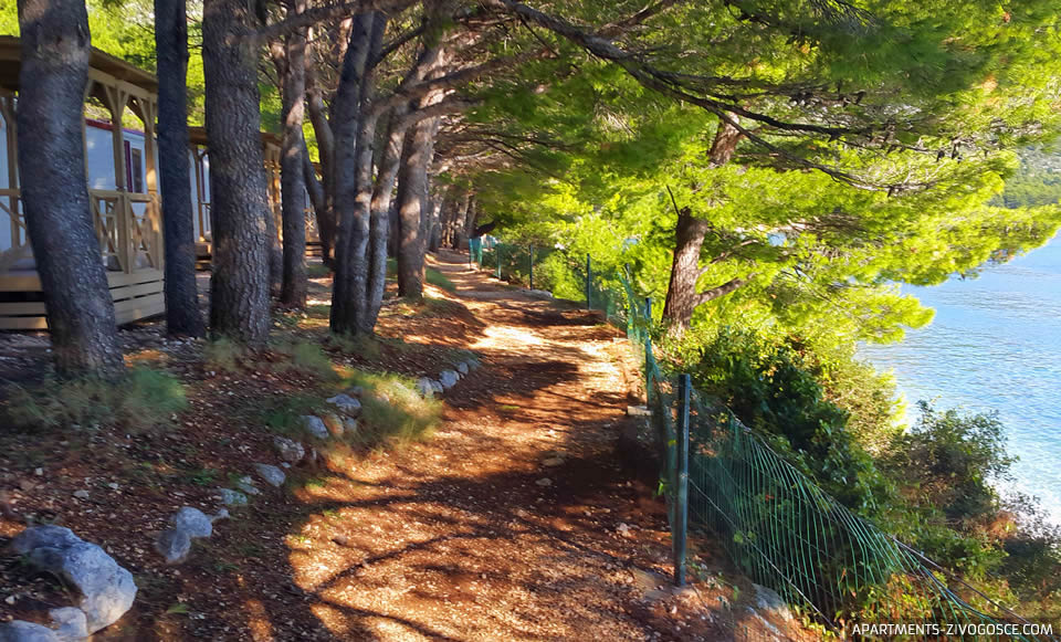 Živogošće Blato plaža Dole